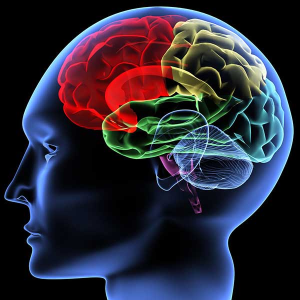 Brain1-600px